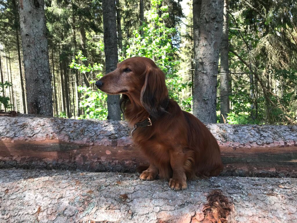Janis in seinem Element, dem Wald!